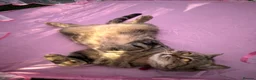 Scottish Fold cats for sale: Scottish fold female  - Advert 2
