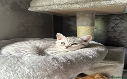 Scottish Fold cats for sale: Scottish fold kittens ready to find new homes - Image 26