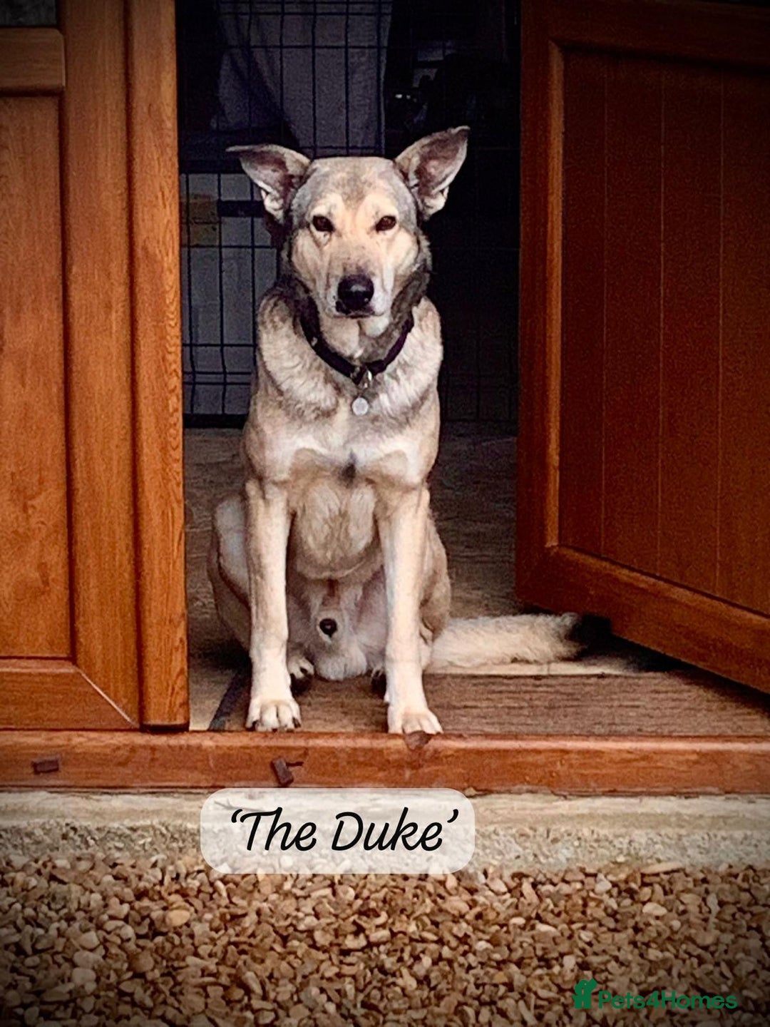 Mixed Breed dogs for adoption: The Duke, 8 yrs approx. Available for adoption. - Advert 1