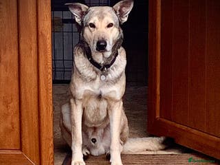 Mixed Breed dogs The Duke, 8 yrs approx. Available for adoption. - Advert 1