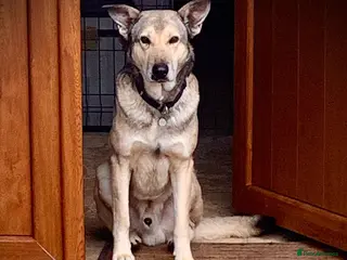 Mixed Breed dogs The Duke, 8 yrs approx. Reserved STC 🤗. - Advert 4