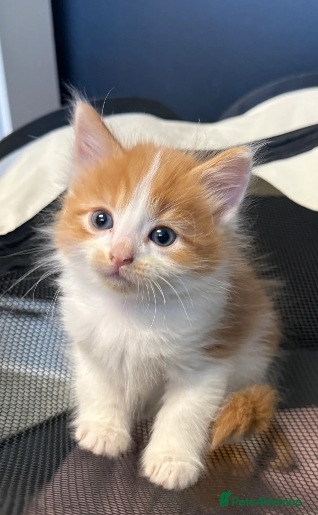 Mixed Breed cats for sale: Tortoishell and long haired mixed  in London - Advert 9