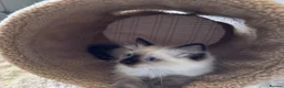 Ragdoll cats for sale: Stunning Ragdoll kittens - Advert 5
