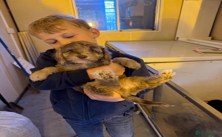 Cockapoo dogs - Advert 2