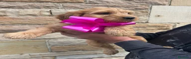 Cockapoo 9