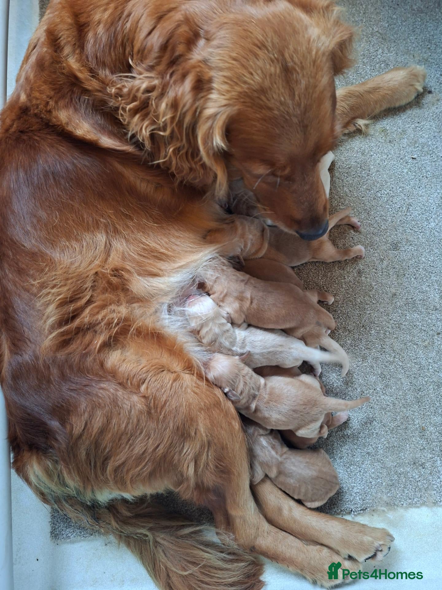Golden Retriever dogs KC registered golden retriever pups  - Advert 2