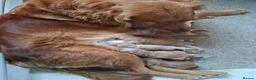 Golden Retriever dogs for sale: KC registered golden retriever pups  - Advert 2