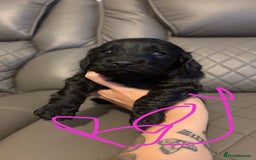 Cockapoo dogs for sale: Cockapoo for sale - Image 10