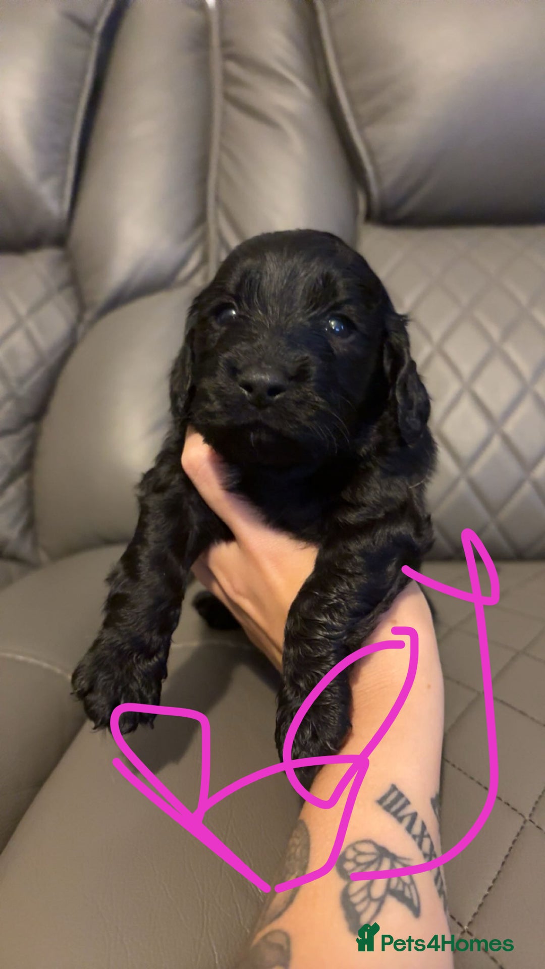 Cockapoo dogs for sale: Cockapoo for sale - Image 10