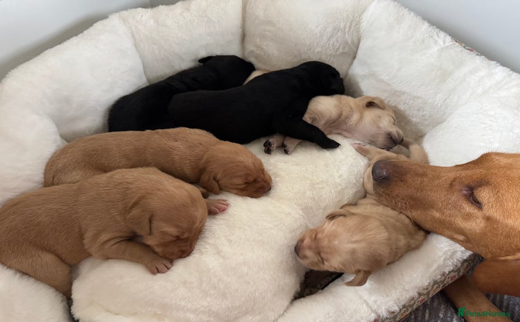 Labrador Retriever dogs - Advert 1