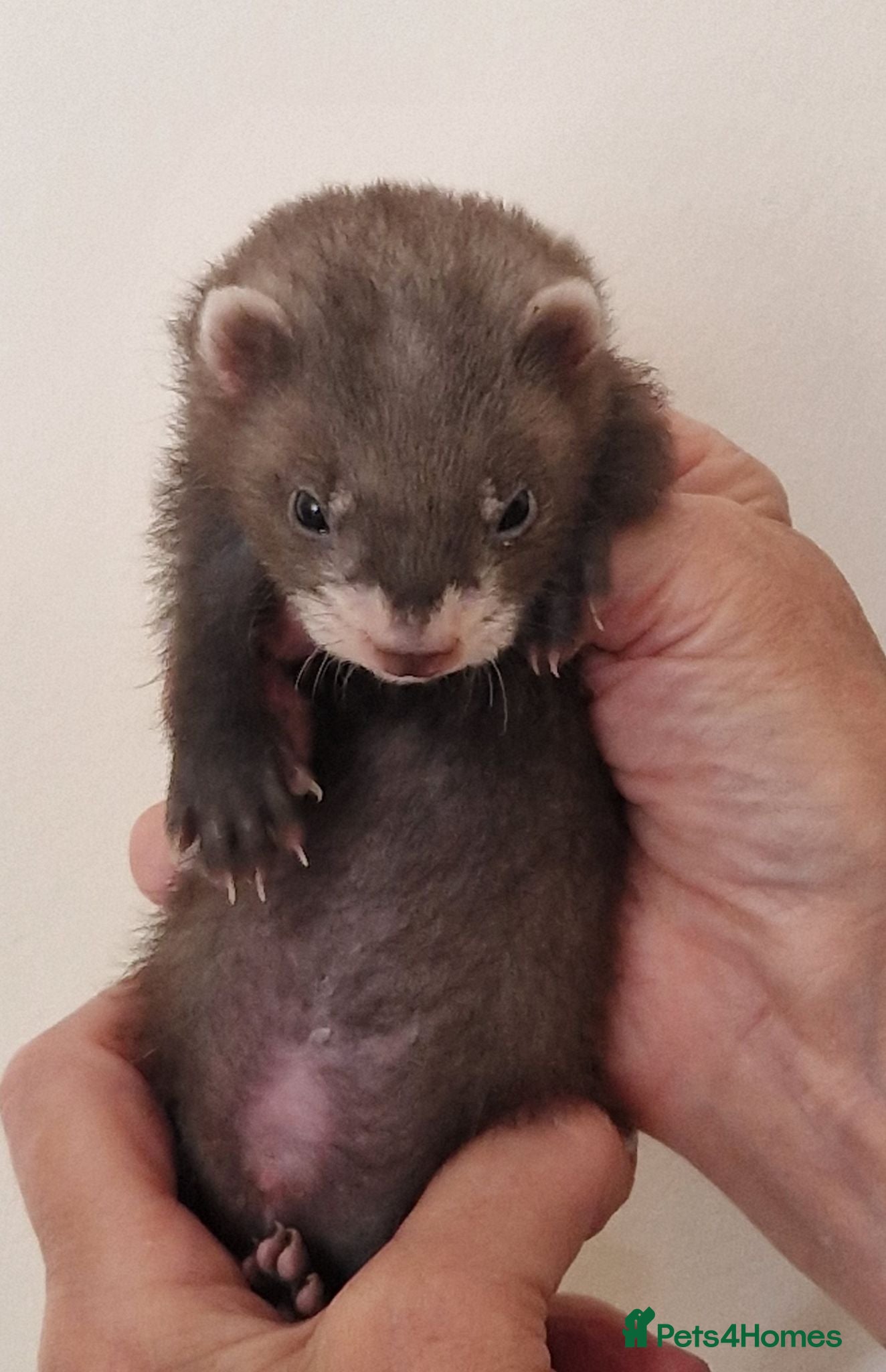 Ferret rodents Ferret kits - Advert 1