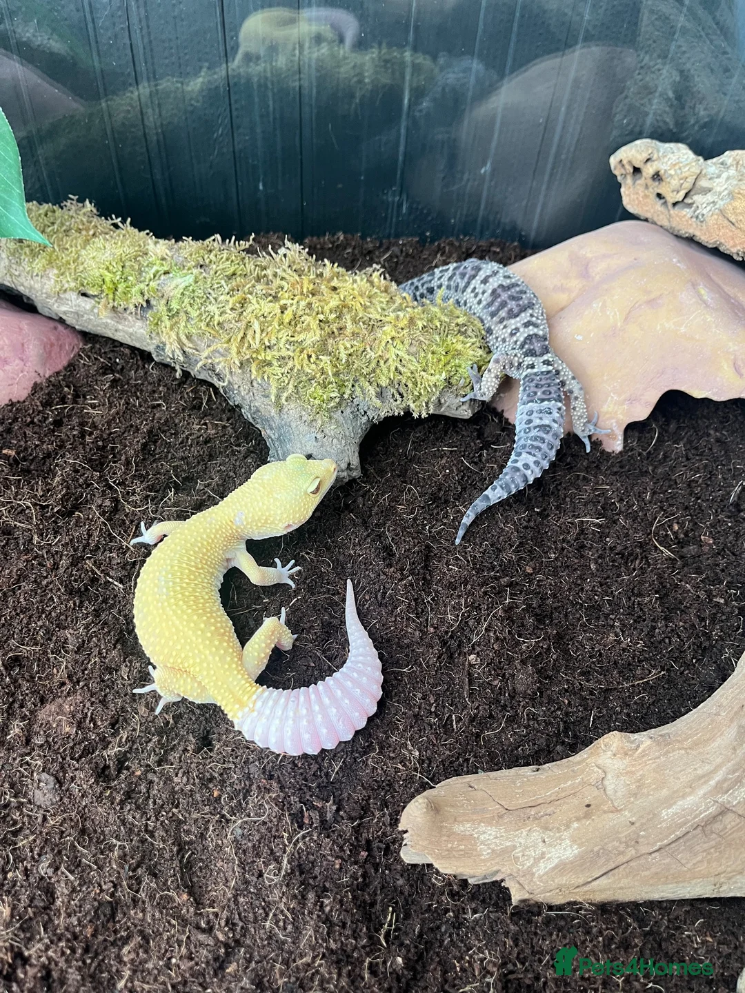 Leopard Gecko reptiles for sale: Stunning high-yellow and leucistic girls - Advert 7
