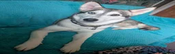 Siberian Husky dogs for sale: Beautiful Husky Girl - Advert 3