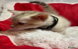 Bengal cats for sale: Bonnies Bengals  - Advert 18