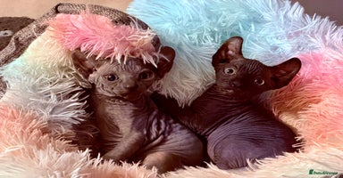 Sphynx cats - Advert 6