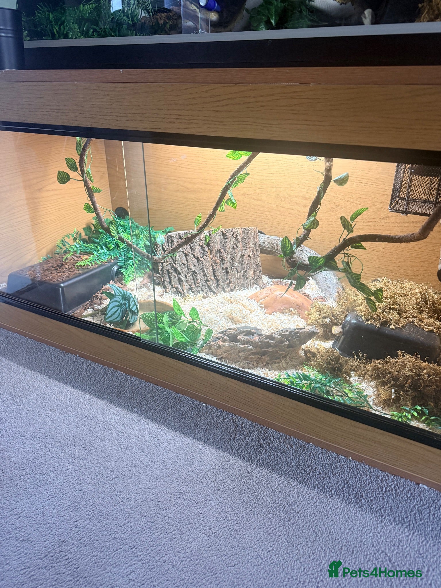 Corn Snake reptiles Corn Snake Slytherin & Full Setup – £400 ONO - Advert 2