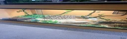 Corn Snake reptiles for sale: Corn Snake Slytherin & Full Setup – £400 ONO - Advert 2