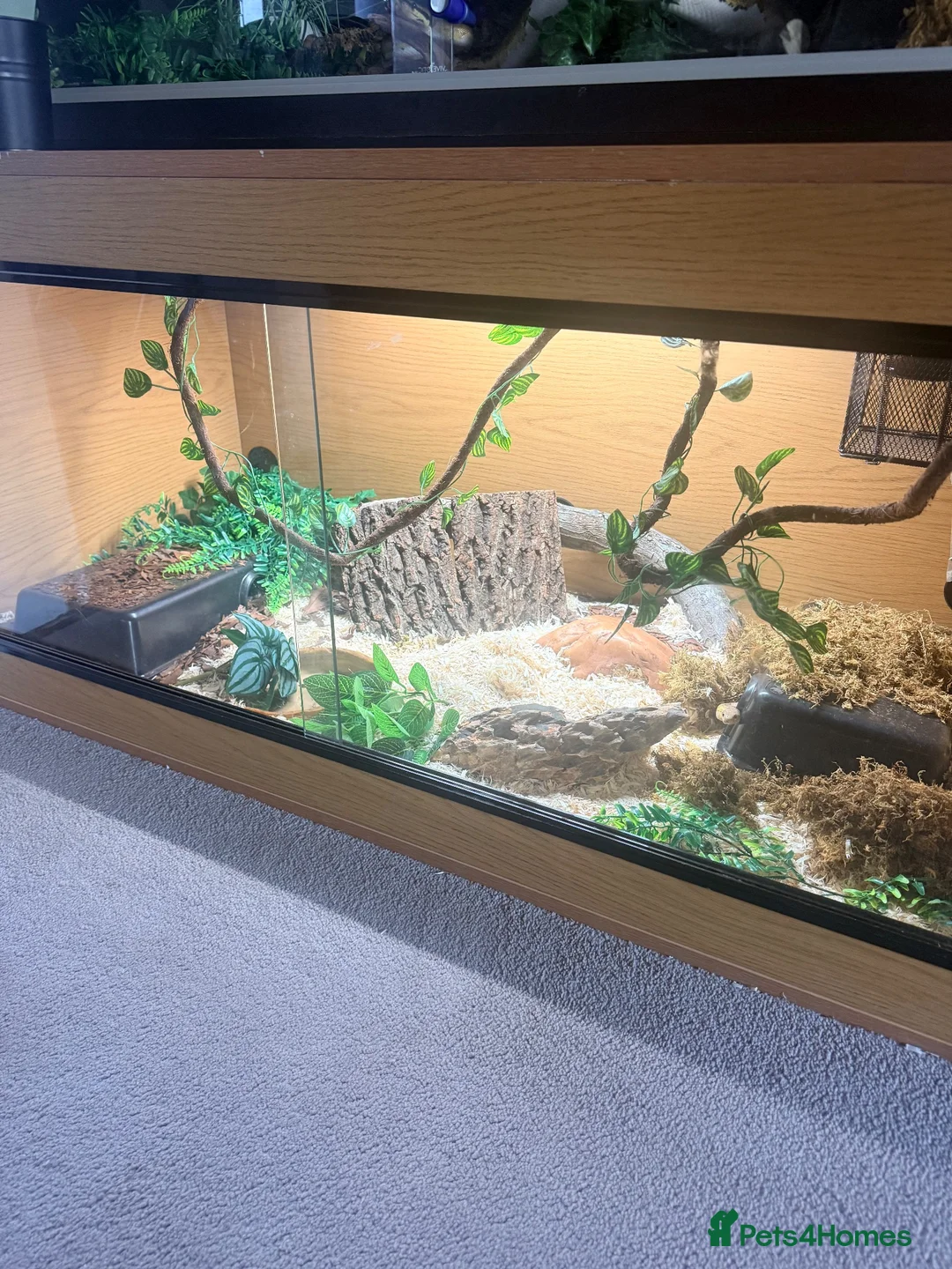 Corn Snake reptiles for sale: Corn Snake Slytherin & Full Setup – £400 ONO - Advert 2