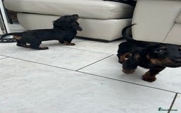 Dachshund dogs for sale: Mini Dachshund Longhaired - Image 7