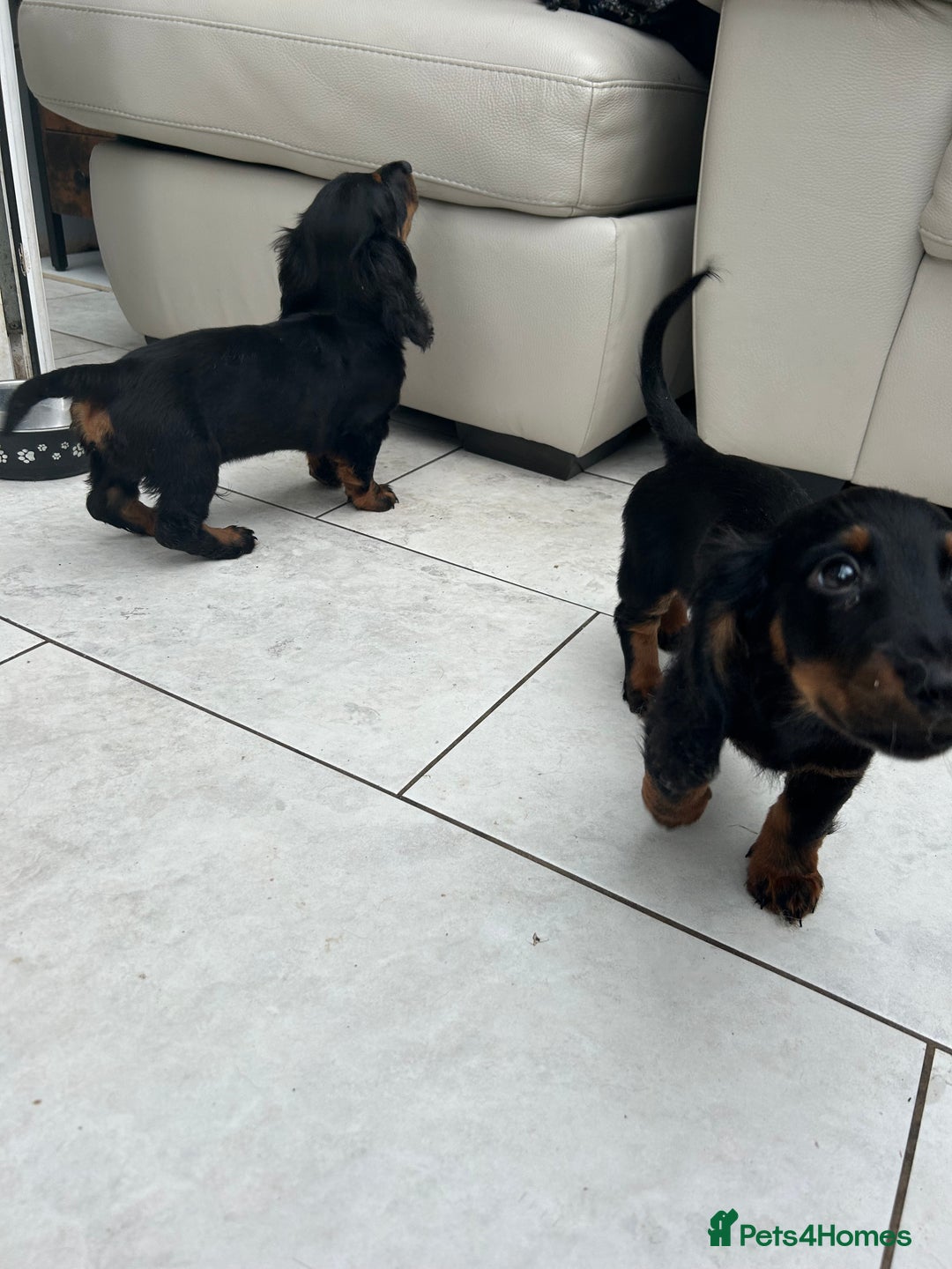 Dachshund dogs for sale: Mini Dachshund Longhaired - Image 7