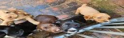 Cocker Spaniel dogs for sale: Extremely well bred cocker spaniel puppies - Advert 4