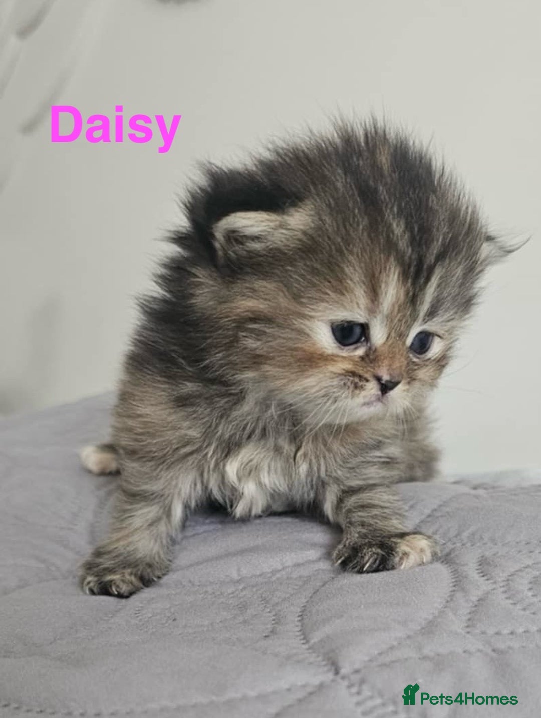 Persian cats for sale: Gorgeous litter of 6 PKD Negative Persian kittens - Image 10