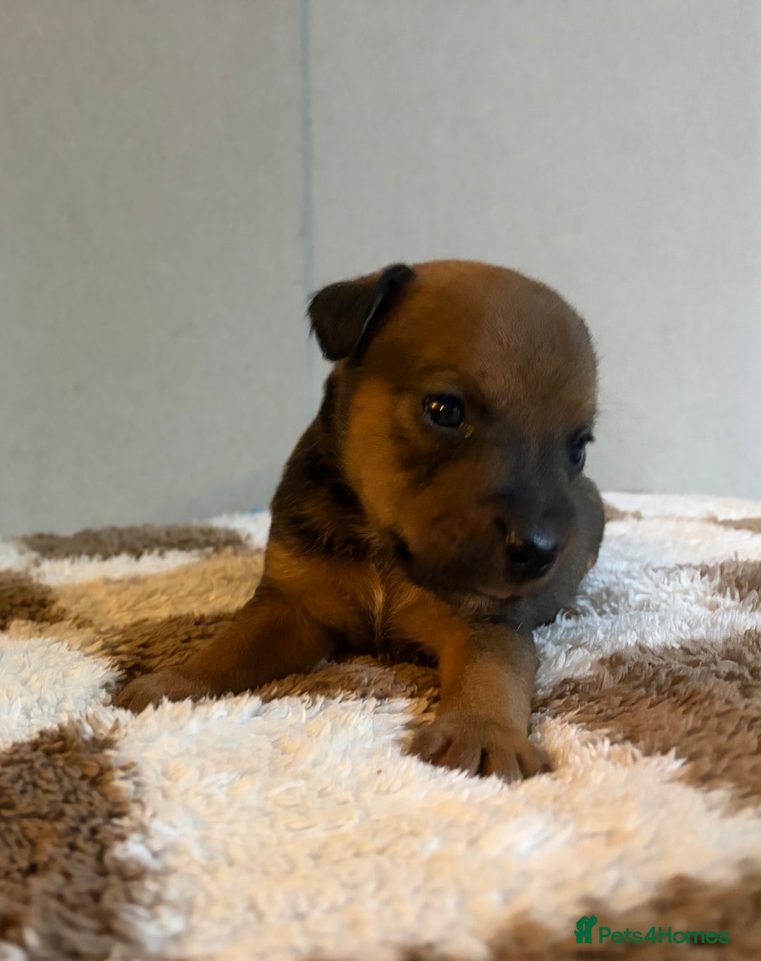 Mixed Breed dogs for sale: 6 Lakeland x Russell puppies  - Advert 14