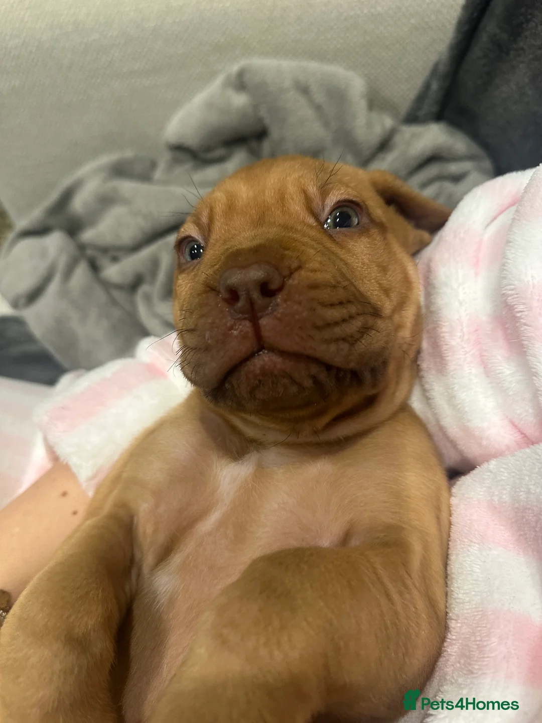 Dogue De Bordeaux dogs for sale: CHAMPION BLOODLINE chunky Dogue de Bordeaux Pup - Advert 16