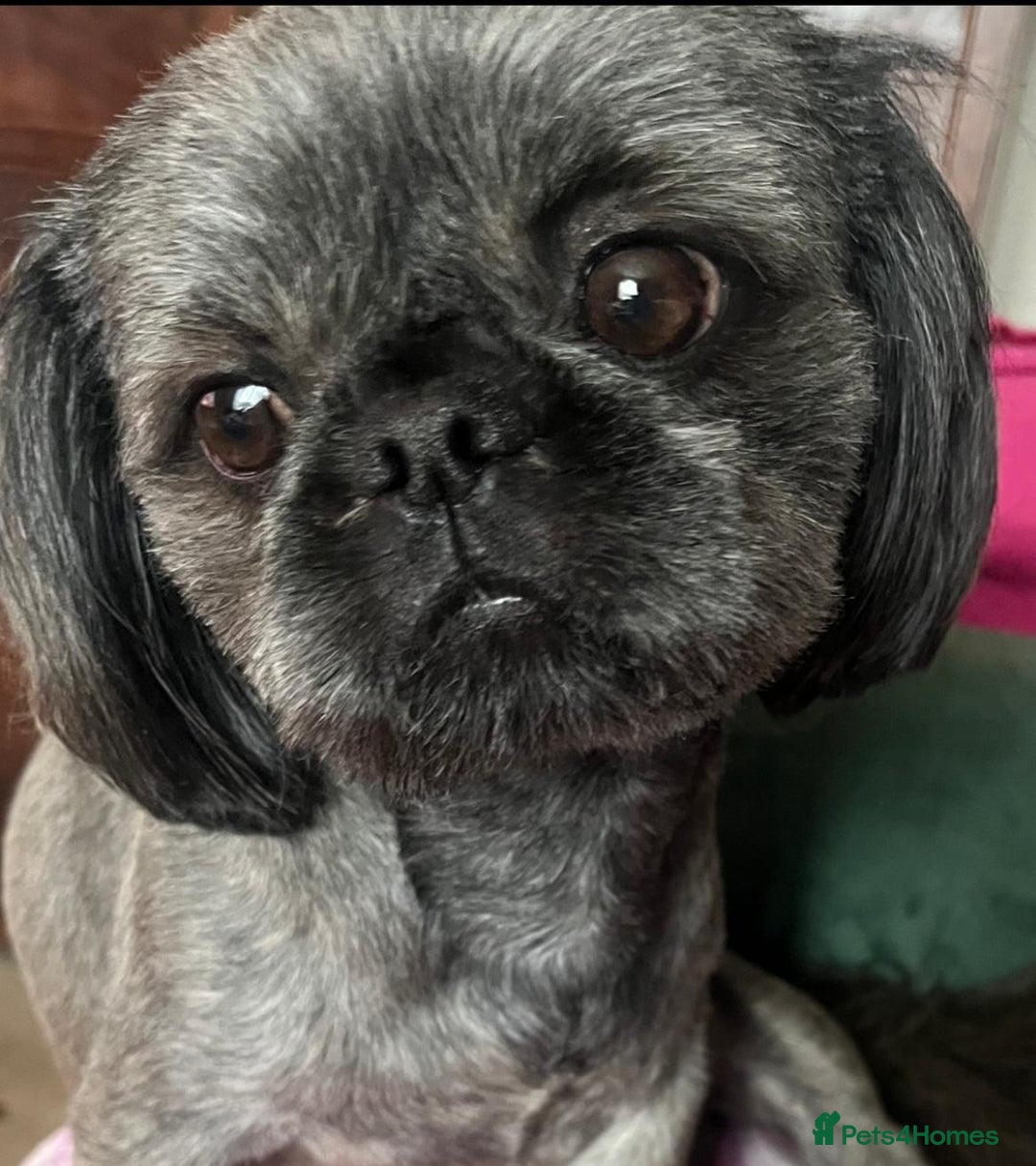 Shih Tzu dogs for sale: Imperial Shih tzu  - Image 4