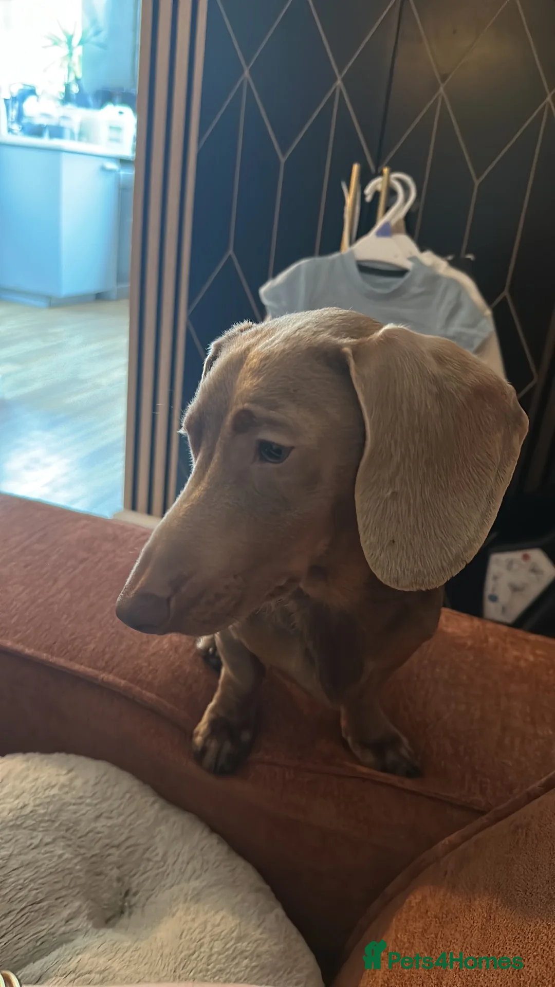 Miniature Dachshund dogs for sale: Isabelle boy- Peanut - Advert 2