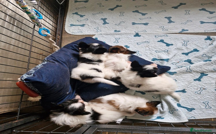 Papillon dogs - Advert 3