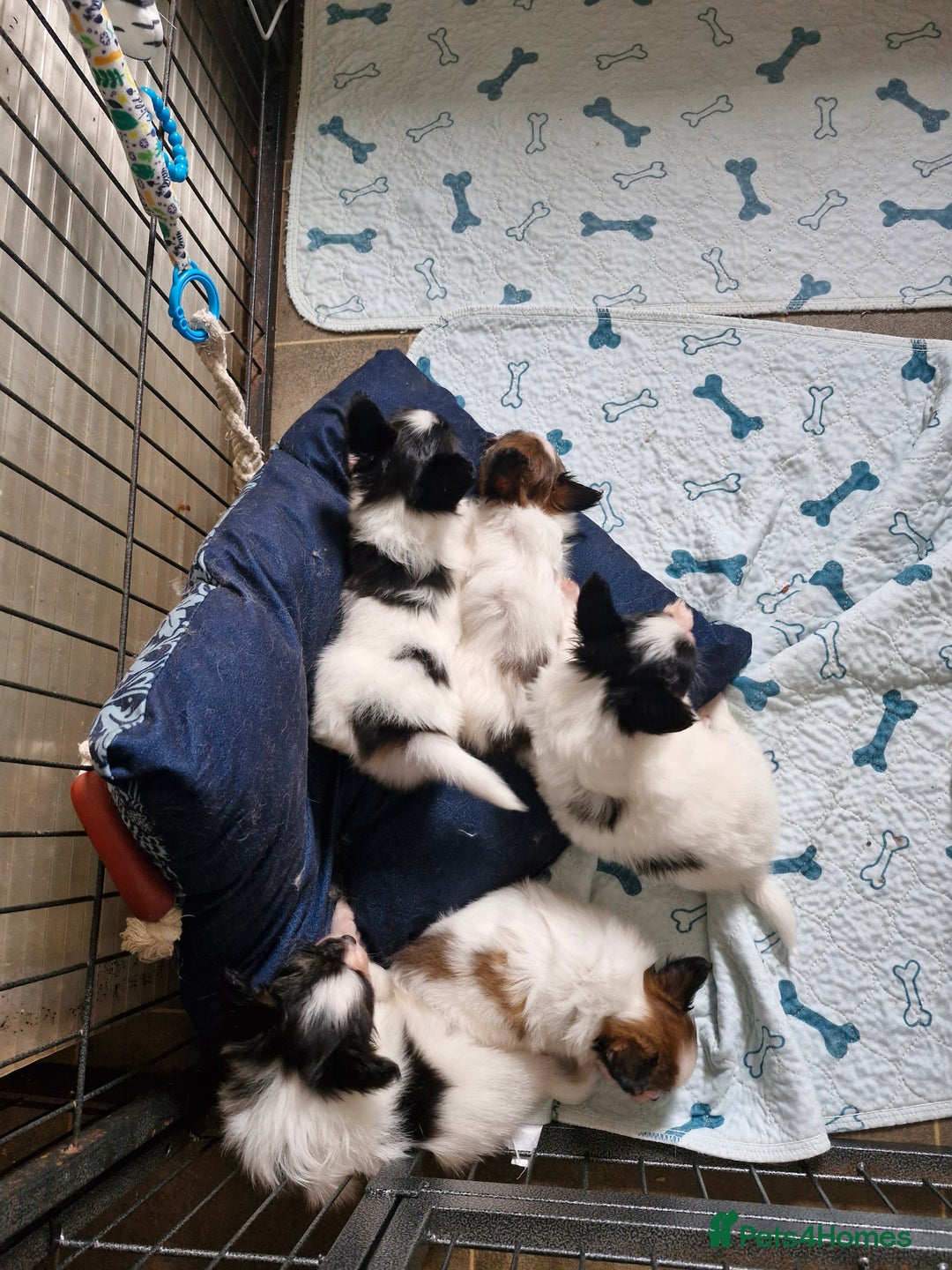 Papillon dogs for sale: KC Papillon. DNA health tested parents - Image 1