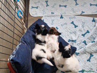 Papillon dogs - Advert 3