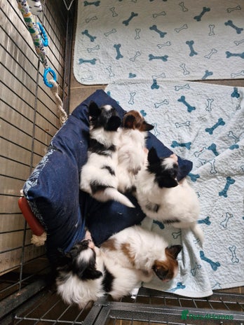 Papillon dogs - Advert 3