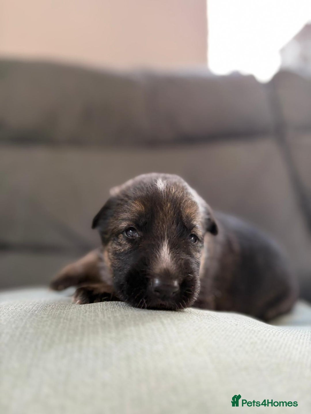 German Shepherd dogs for sale: German shepherd puppies  - Advert 17