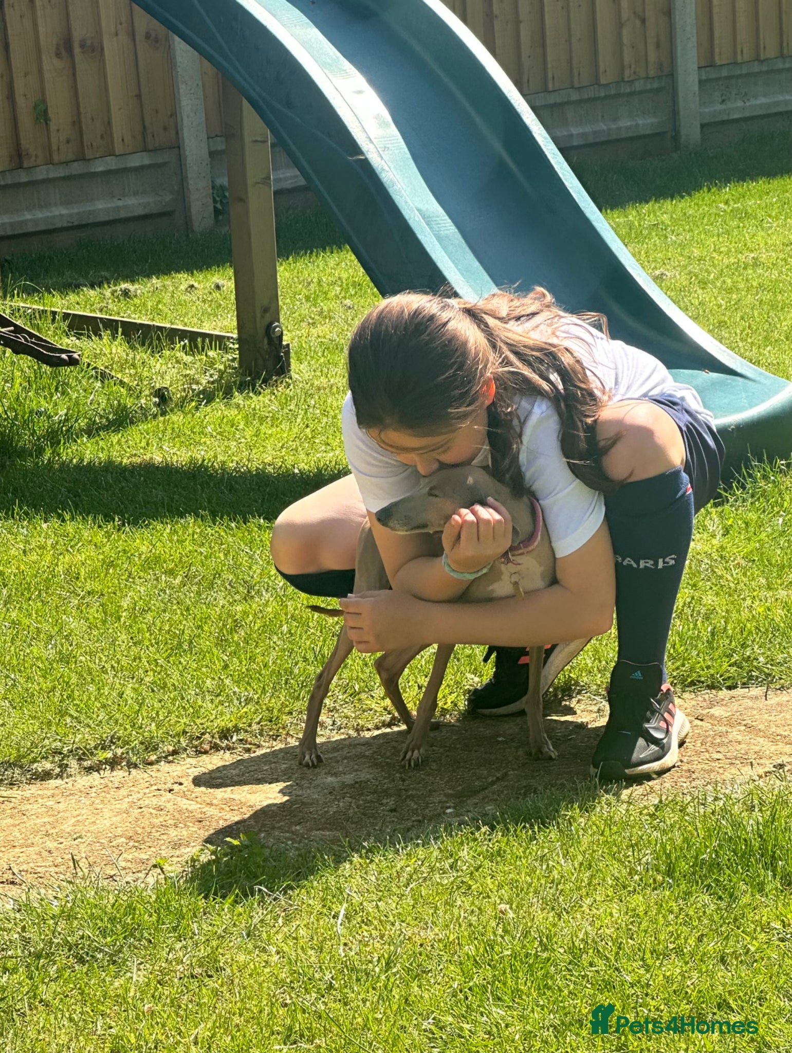 Italian Greyhound dogs Spayed kc registered female for rehome  - Advert 2