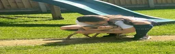 Italian Greyhound dogs for sale: Spayed kc registered female for rehome  in Banbury - Advert 1