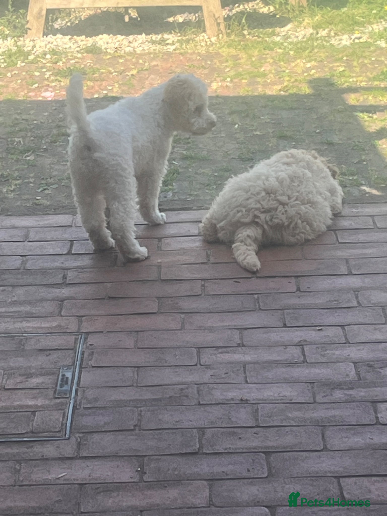 Lagotto Romagnolo dogs 9 week old bitch puppy  - Advert 3