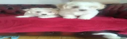 Maltese dogs for sale: 2 female Maltese puppies - Advert 5