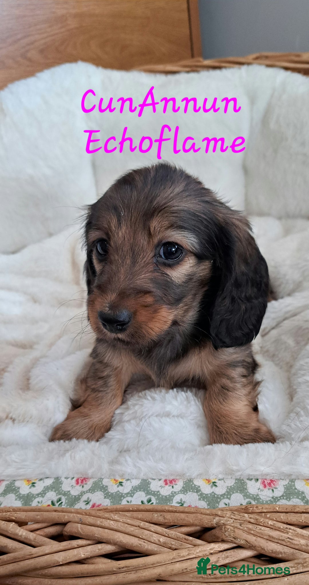 Miniature Dachshund dogs for sale: Kc. Healthtested Miniature Longhaired Dachshund - Advert 4