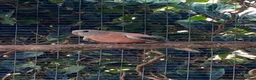 Mixed Breed birds for sale: Mixed birds ideal for new aviary  - Advert 8