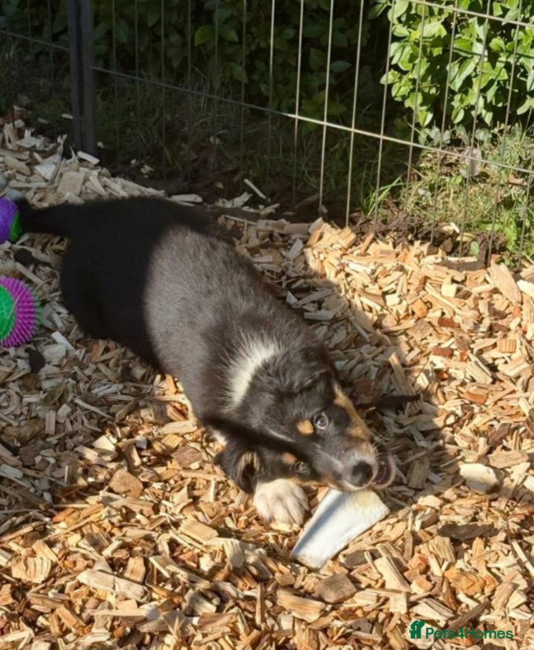 Border Collie dogs for sale: Border collie puppies ** Ready to Leave ** - Image 32