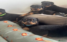 Rottweiler dogs for sale: Rottweiler  puppies ready today  - Image 1
