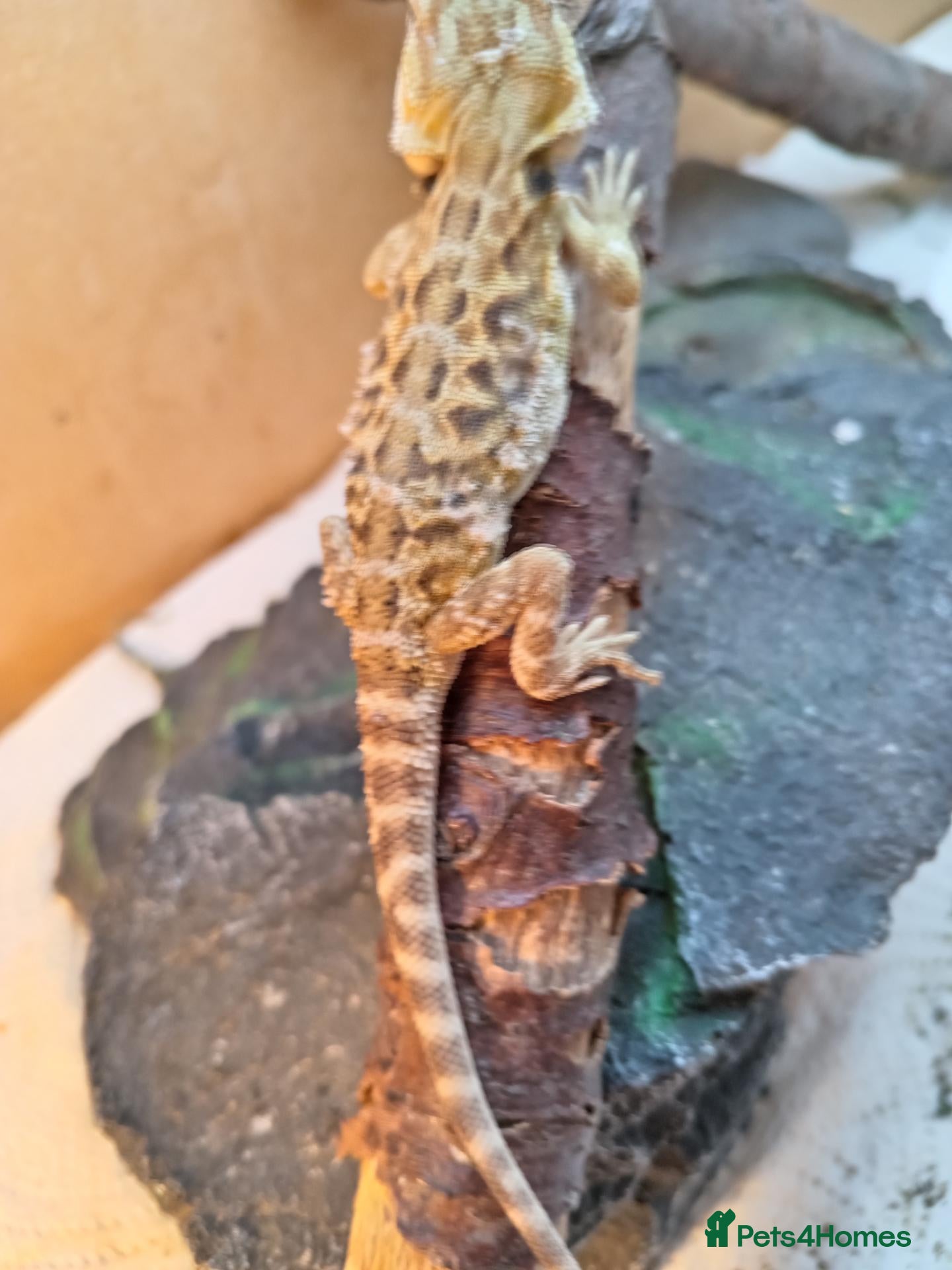 Bearded Dragon reptiles Beautiful baby  - Advert 2