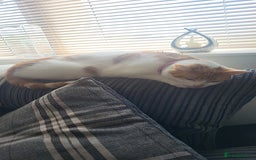 Domestic Shorthair cats for sale: Bella - Advert 3