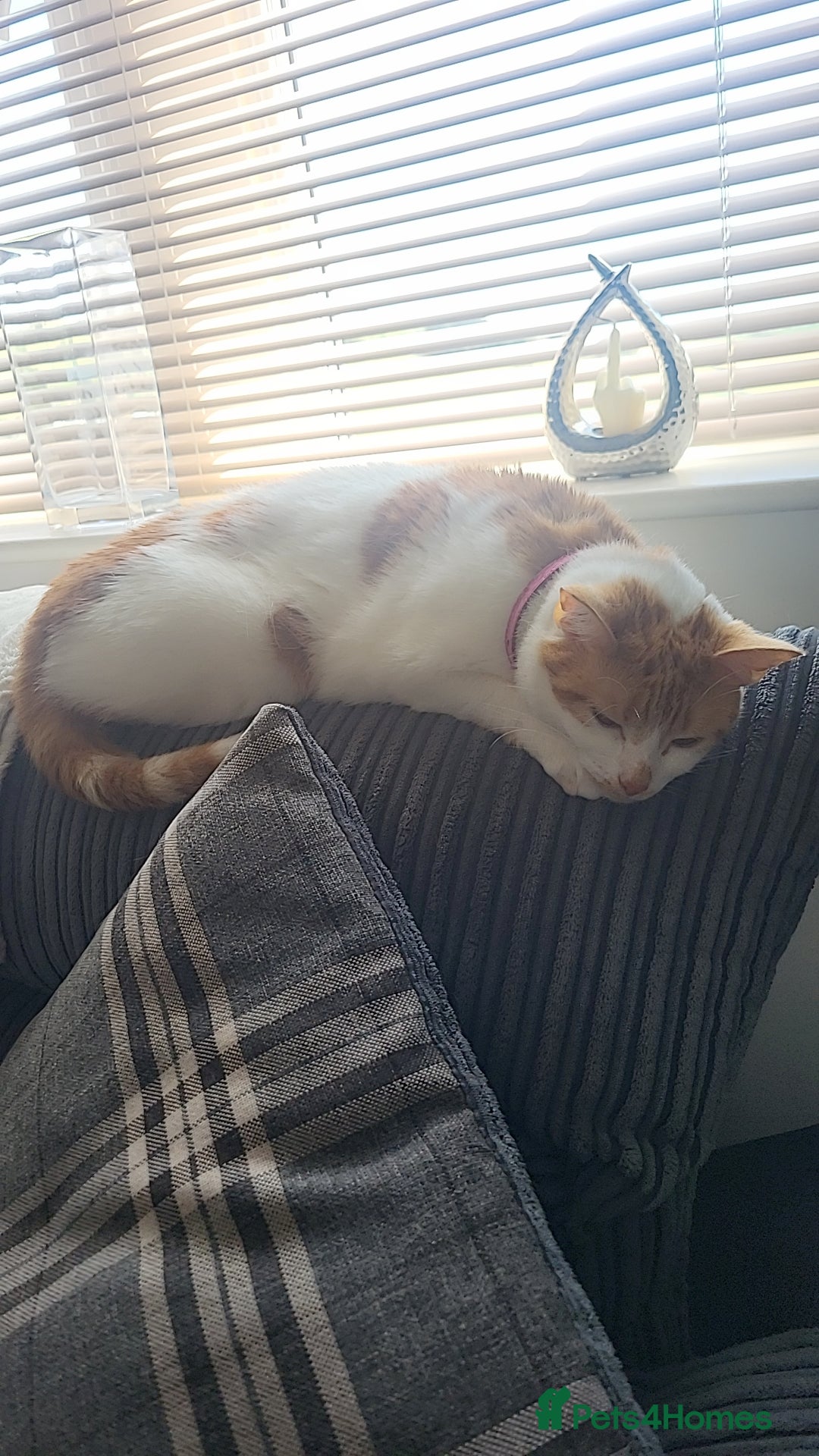 Domestic Shorthair cats for sale: Bella - Advert 3