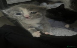 Mixed Breed cats for sale: Grey kittens  - Image 9