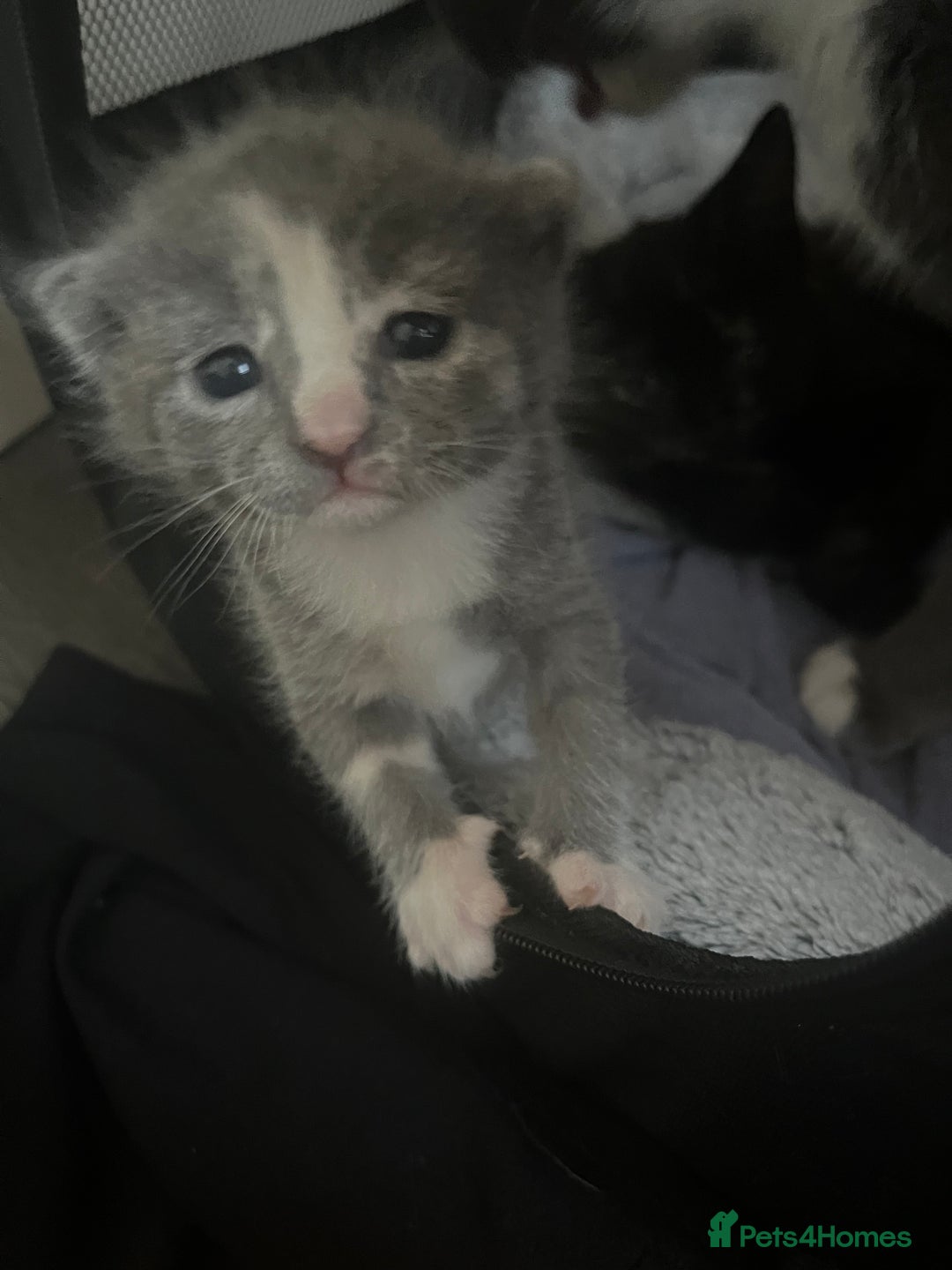 Mixed Breed cats for sale: Grey kittens  - Image 9