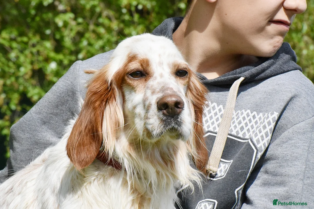 English Setter dogs for adoption: Roky  in Penryn - Advert 1