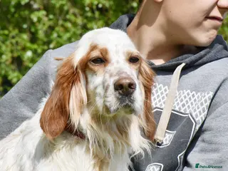 English Setter dogs Roky - Advert 3